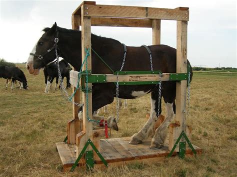 Pablo's video shows how to lift and tie horses feet in the stocks ...