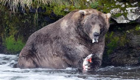 Meet Otis, the king of Fat Bear Week : Delightfullychubby