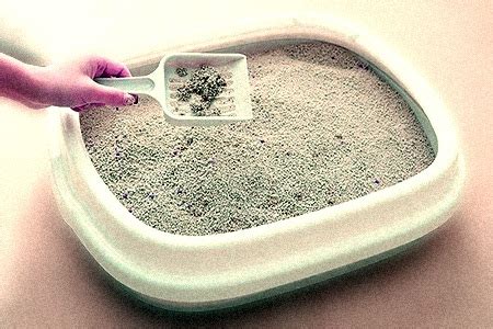 16 Cat Litter Alternatives for Those Desperate Moments - Worst Room