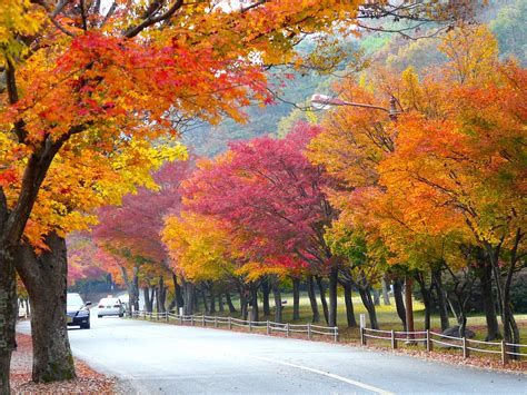 Autumn Season Colorful Leaves · Free photo on Pixabay