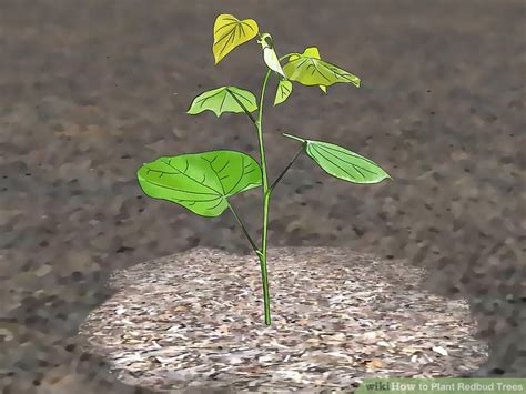 How to Plant Redbud Trees: 12 Steps (with Pictures) - wikiHow