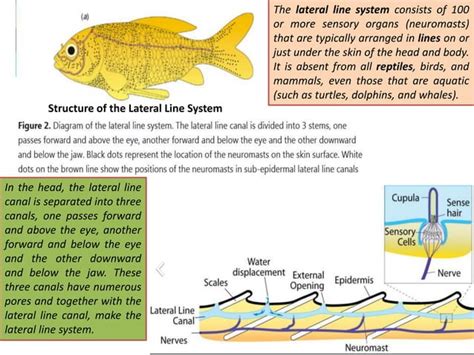 Lateral line system