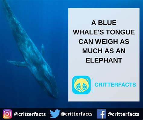 Blue Whale Tongue | Subscription boxes for kids, Blue whale, Big mouth