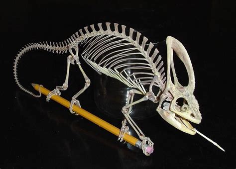 Chameleon skeleton ("tongue" is not a real part). | Animal skeletons, Anatomy bones, Bones