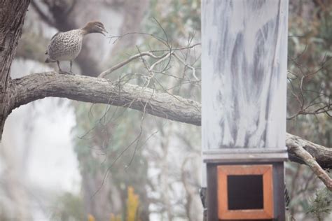 It’s Wood Duck nesting season! – Nest Box Tales