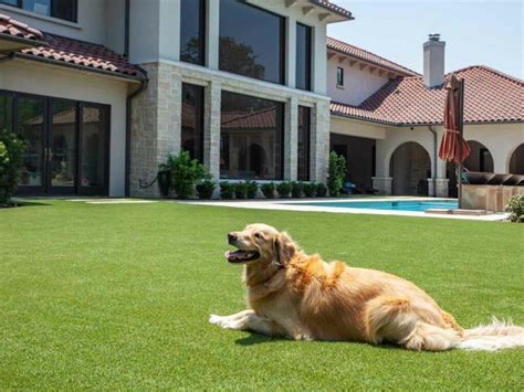 13 Pros vs. Cons Artificial Grass With Dogs | Grass Pros