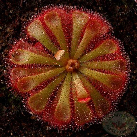 Seeds — Carnivorous Plant Nursery