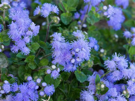 Tips For Starting Ageratum Seeds – Social Insider Online