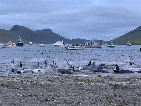 Faroe Islands - out of sight but not out of mind - Whale and Dolphin Conservation