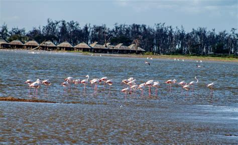 2 days lake Nakuru safari : The best birding experience