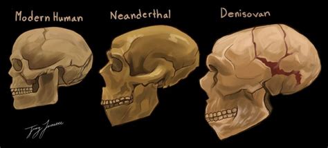 three different types of human skulls on a black background with the ...