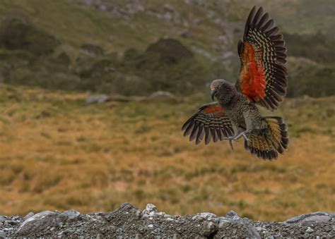 Kiwi Park Queenstown | Wildlife Sanctuary