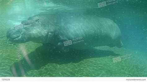 Hippo Swimming Underwater On Sunny Day Stock video footage | 1374028