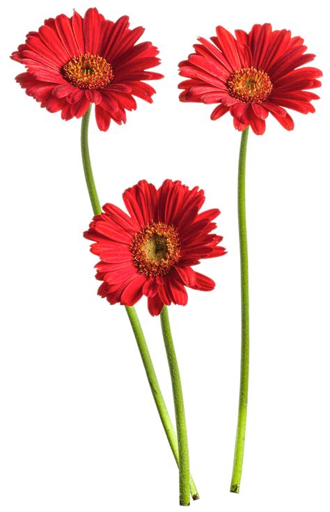 Red Gerbera Trio transparent PNG - StickPNG