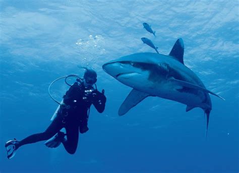 The marine biologist on a mission to change the image of sharks | Marine biology jobs, Wildlife ...