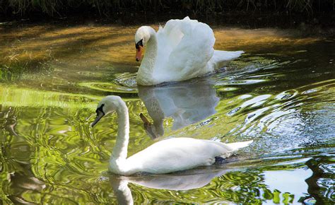 Two Swans On A Lake Photograph by Venetia Featherstone-Witty - Fine Art ...