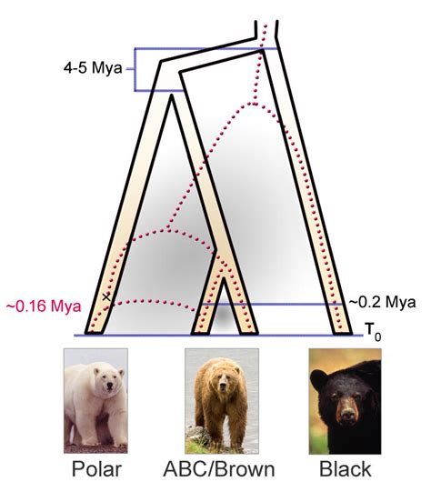 Polar Bear Evolution Tracked Climate Change