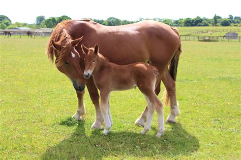 Filly foal boosts most endangered heavy horse breed - Your Horse