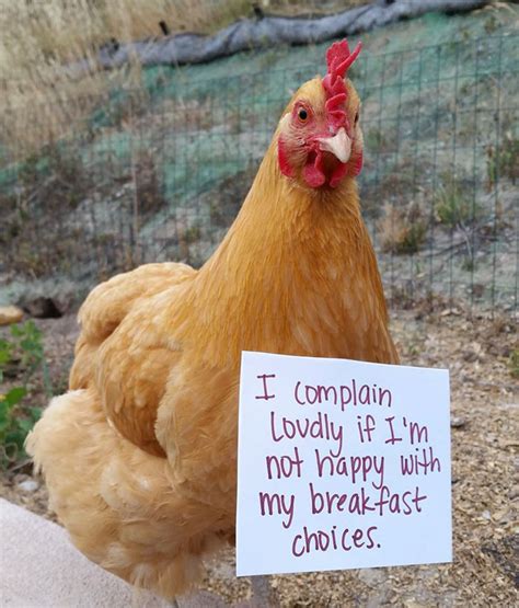 Hens Funny Video : @funnykpopcompilations disclaimer i claim no rights to. - bmp-power