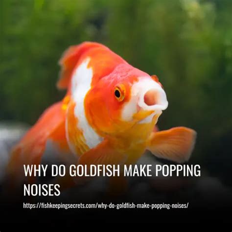 Why Do Goldfish Make Popping Noises