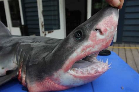 Baby great white shark a rare find on Ninety Mile Beach - NZ Herald