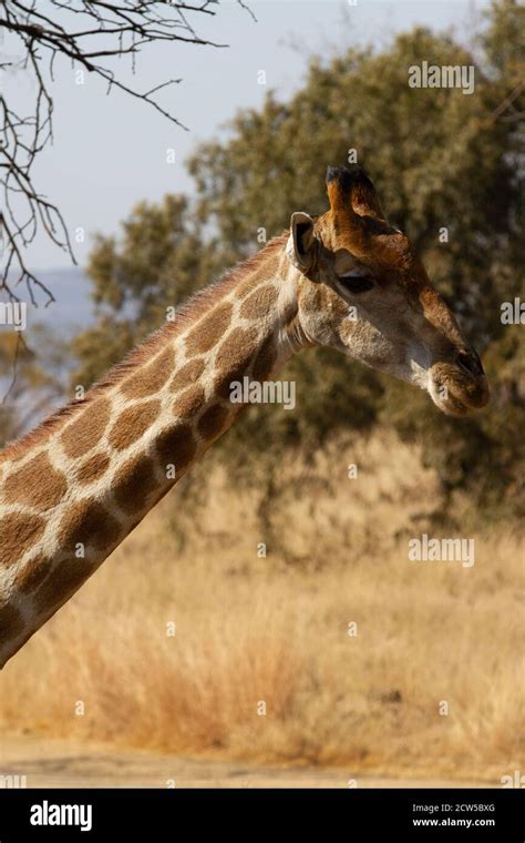 Safari in East Africa plains Stock Photo - Alamy