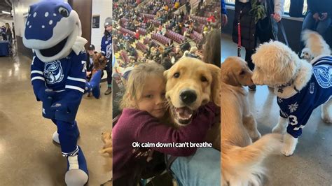 Golden Retrievers Attend An OHL Hockey Game - YouTube