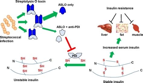 pone-0012875-g004:Post-Streptococcal Auto-Antibodies Inhibit Protein Disulfide Isomerase and Are ...