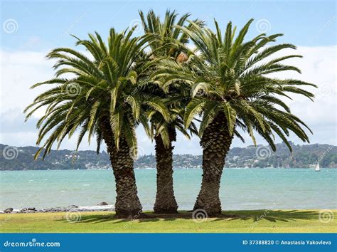 Three Palm Trees on a Grass Beach Stock Photo - Image of grass, sisters ...