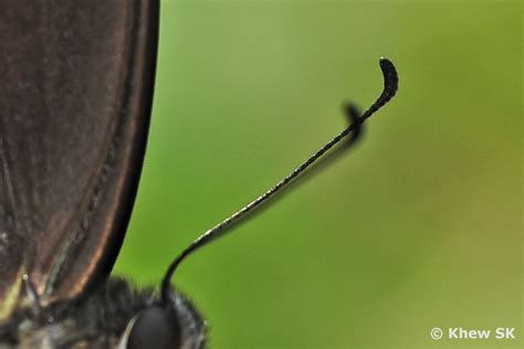 Butterflies of Singapore: The Butterfly Antennae