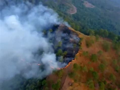 Forest Fire: Latest News, Photos, Videos on Forest Fire - NDTV.COM