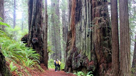 Prairie Creek Redwoods State Park