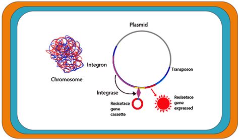 Antibiotic Resistance in Proteus mirabilis: Mechanism, Status, and Public Health Significance ...