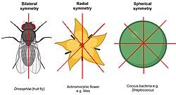 Symmetry in biology - Wikiwand