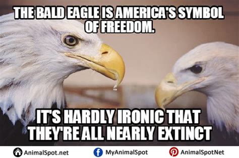 Photos of Bald Eagle Memes | Bald eagle, Animal memes, Memes