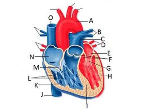 Heart Anatomy Diagram | Quizlet