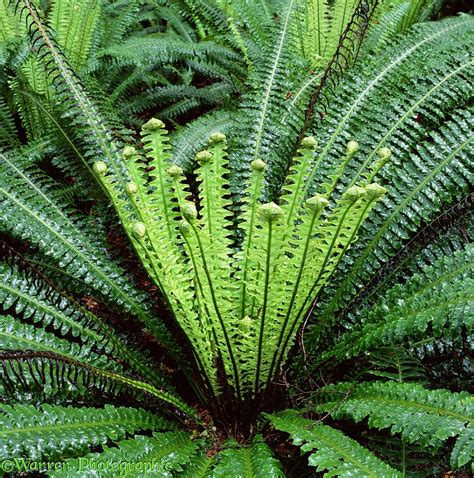 New Zealand rainforest fern photo - WP01728