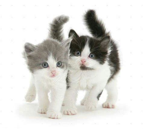 Kittens | Kittens cutest, Baby cats, Cute cats and kittens