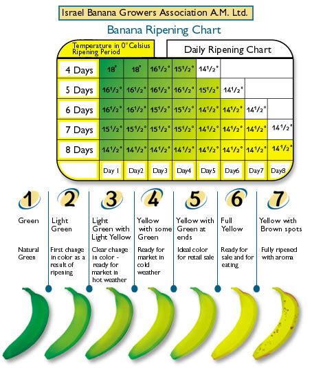 Banana Ripeness : r/coolguides