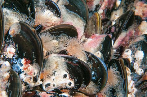 Blue Mussels With Encrusting Marine Life, Scotland, Uk Photograph by ...