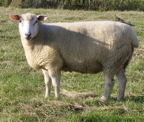 German Whiteheaded Mutton Sheep | Oklahoma State University