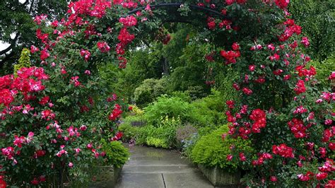 Secret garden, arch, path, nature, secret, roses, arbor, garde, HD wallpaper | Peakpx