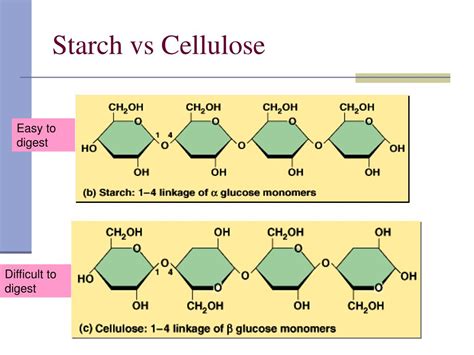 Cellulose Vs. Starch Structure: Understanding The Differences – MartLabPro