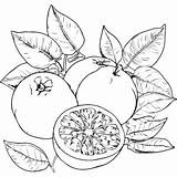 Grapefruit Coloring Pages Printable For Free Download sketch template