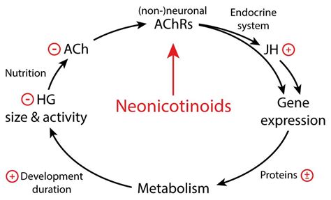 Acetylcholine Receptors Are Best Characterized As What Type Of Channel? - Quotes Trending