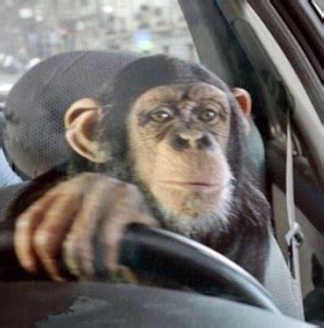 funny-monkey-is-driving-the-car-copy - Wait, What?