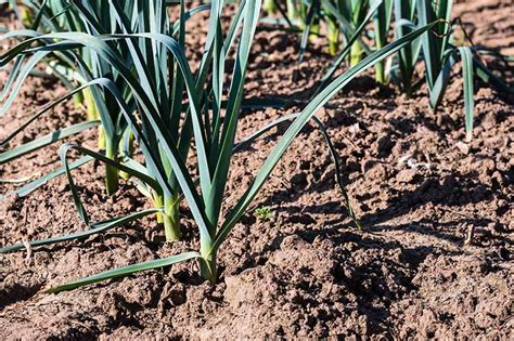 How to Harvest Leeks | Gardener’s Path