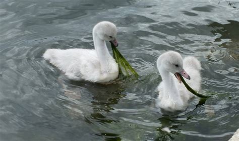 7 Trumpeter Swan Cygnets at Milliken Park, Toronto