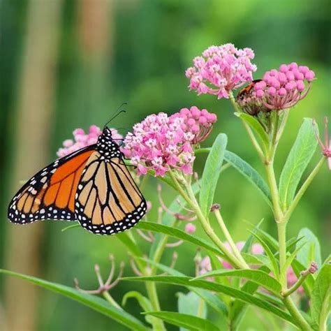 Milkweed Plant With Monarch