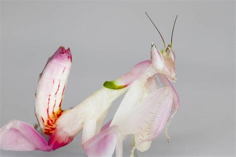 Orchid Mantis Care Sheet | Dubia.com